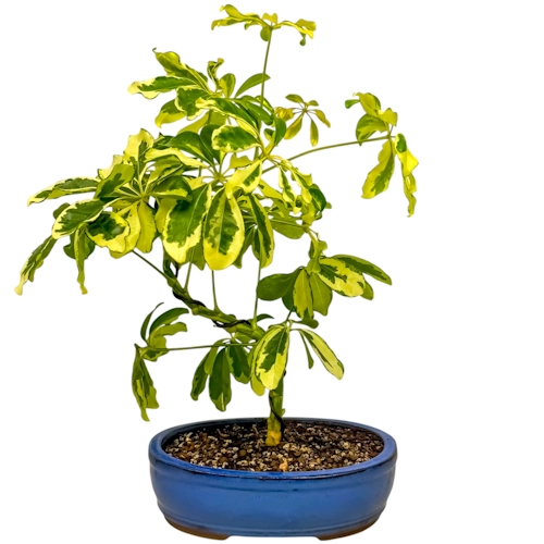 Dwarf Umbrella Tree 40cm