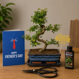Father's Day 40cm Chinese Elm Bonsai Kit P24
