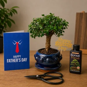 Father's Day 28cm Broom Chinese Elm Bonsai Kit P10