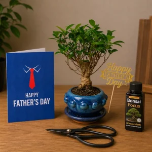 28cm Ficus Broom Shaped Bonsai Kit P10cm