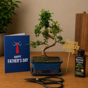 Father's Day 30cm S-Shaped Chinese Elm Bonsai Kit P15