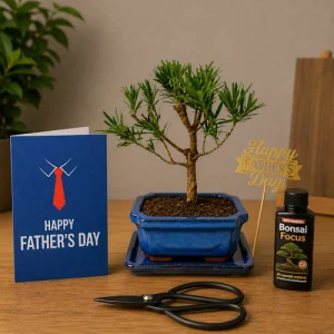 Father's Day 28cm Buddhist Pine Upright Shaped Bonsai Kit P15