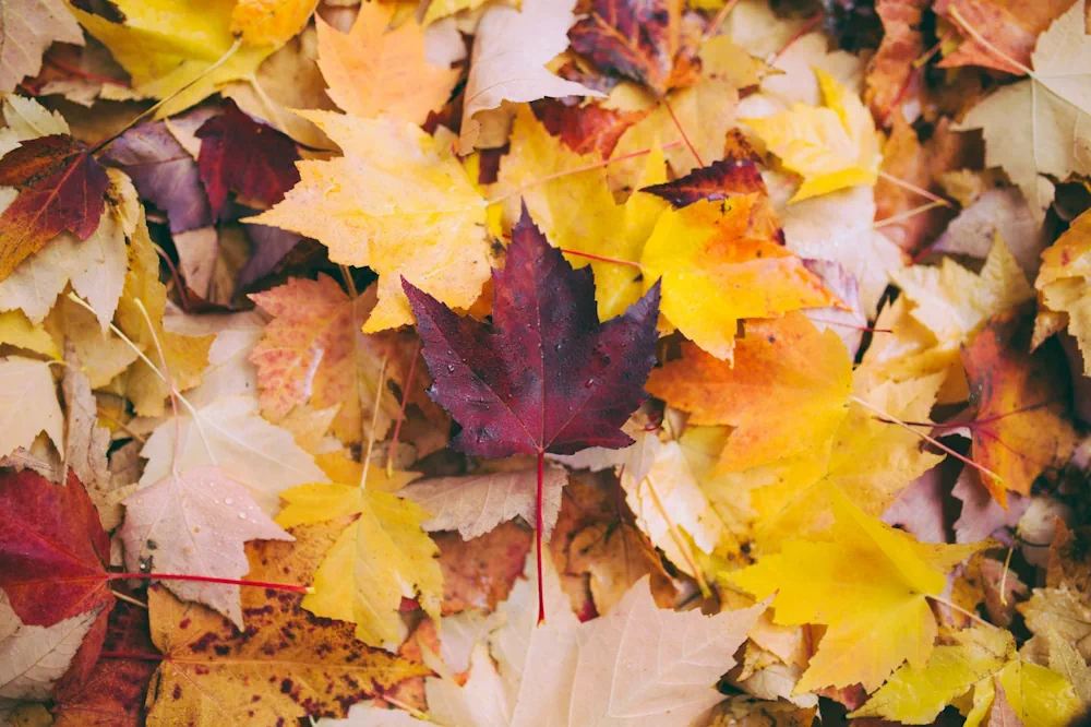 A collection of autumn bonsai leaves on the floor in an array of reds, yellows and oranges