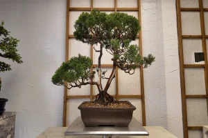Tall, wild juniper bonsai in informal upright style, in a brown square pot, displayed indoors