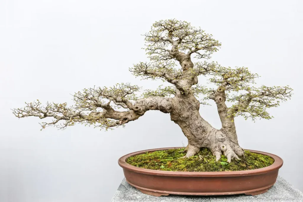 Dehydrated bonsai with tiny, shrivelled leaves and a thick, gnarled trunk