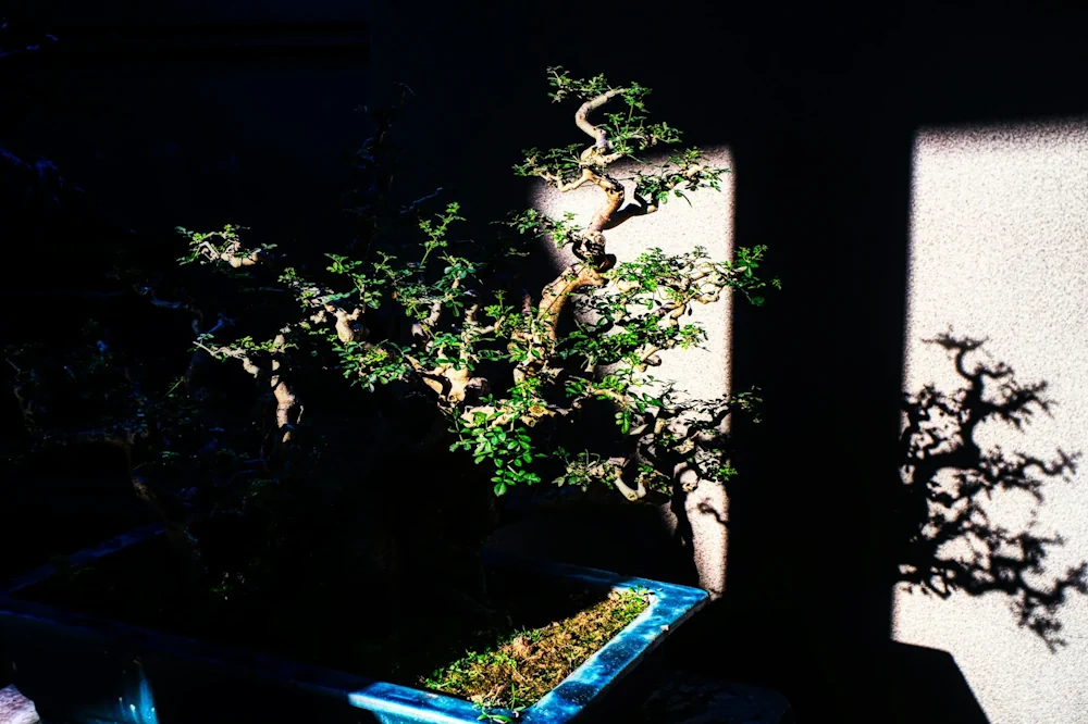 Bonsai in shadow, several branches illuminated with light through the shade