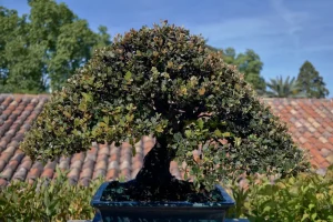 bonsai in summer