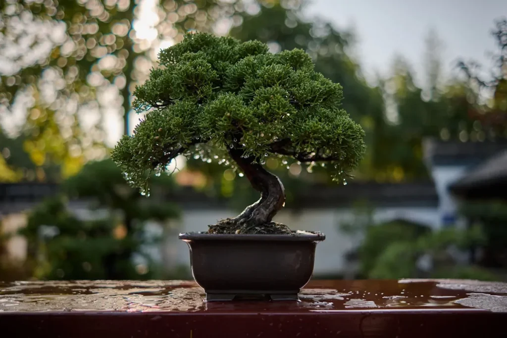 Juniper bonsai with a small twisted trunk outside, water dripping from its leaves after watering
