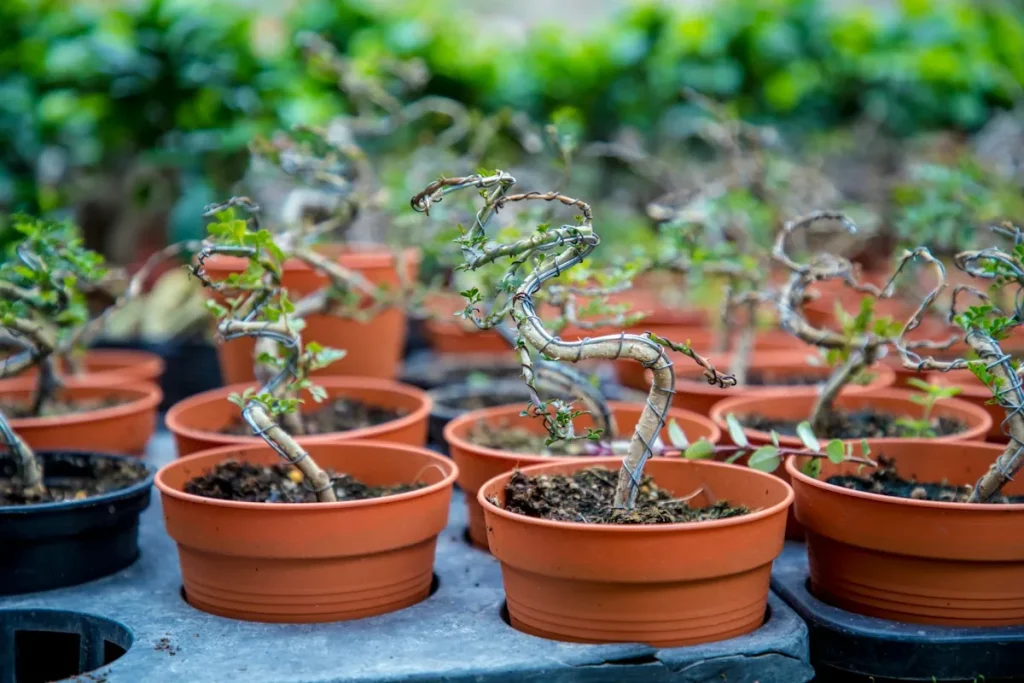 Collection of bonsai in small garden pots with twisted trunks, all wired into shape