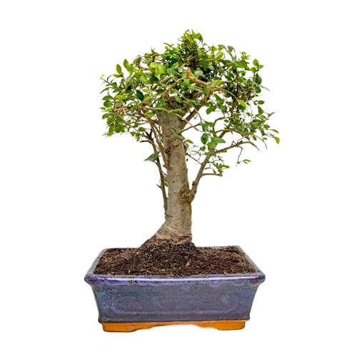Chinese Elm 34cm