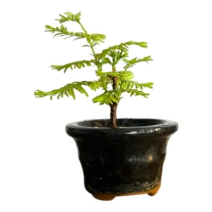 Cute Dawn Redwood 11cm
