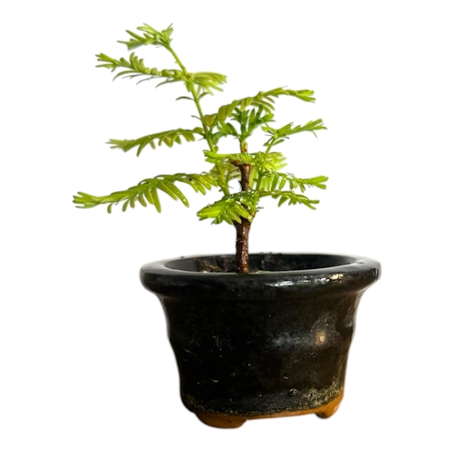 Cute Dawn Redwood 11cm