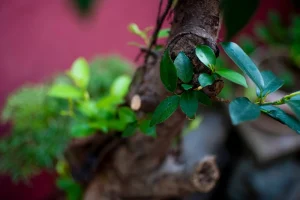 Extreme close-up of a pruned bonsai branch, with its trunk tapering into a blurred background