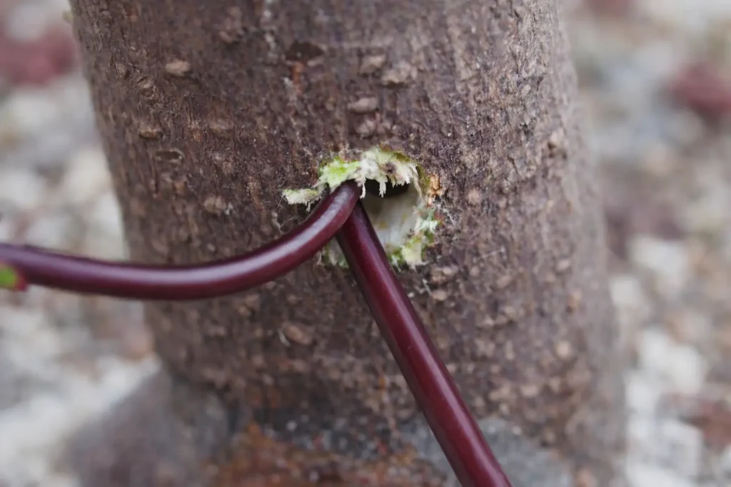 Close-up of a thread grafting hole drilled in a bonsai trunk, with two pieces of wire threaded through