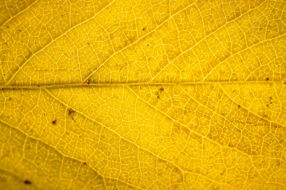 Extreme close-up of a yellow leaf surface, with veins visible