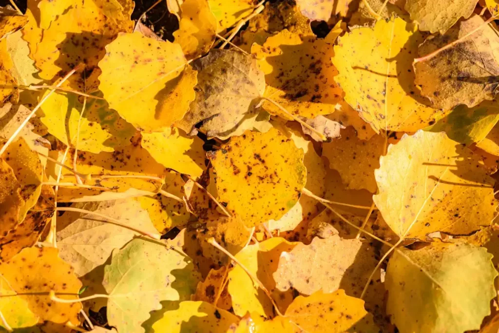 Pile of yellow leaves in close-up filling the frame, all leaves are dotted with brown marks and lobed dentate edges