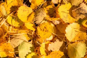Pile of yellow leaves in close-up filling the frame, all leaves are dotted with brown marks and lobed dentate edges