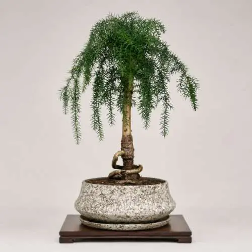 Aracuria Bonsai Tree