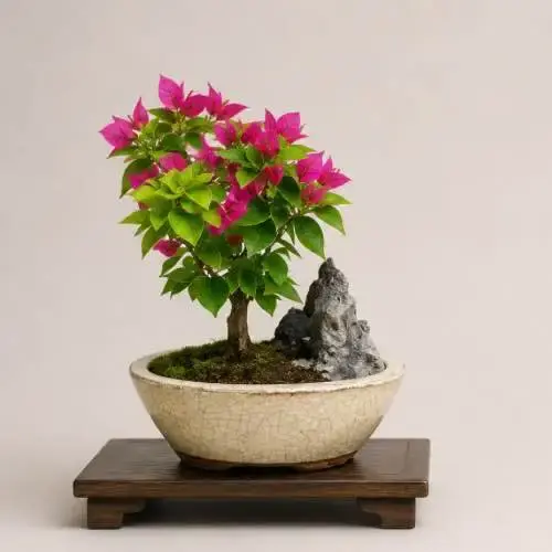 Bougainvillea