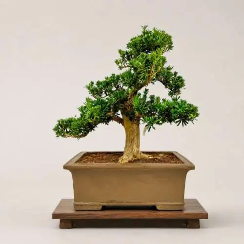 Buddhist Pine (Podocarpus)