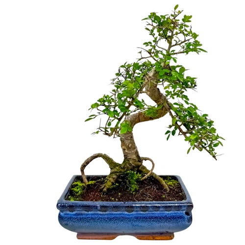 Bushy Chinese Elm 32cm