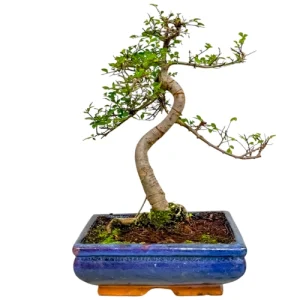 Chinese Elm 36cm