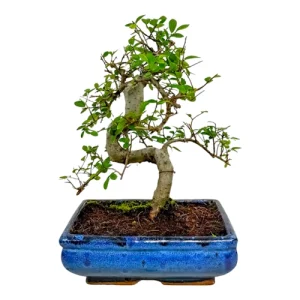 Chinese Elm 31cm