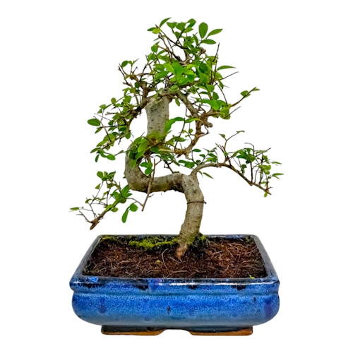 Chinese Elm 31cm
