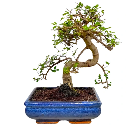 Chinese Elm 30cm