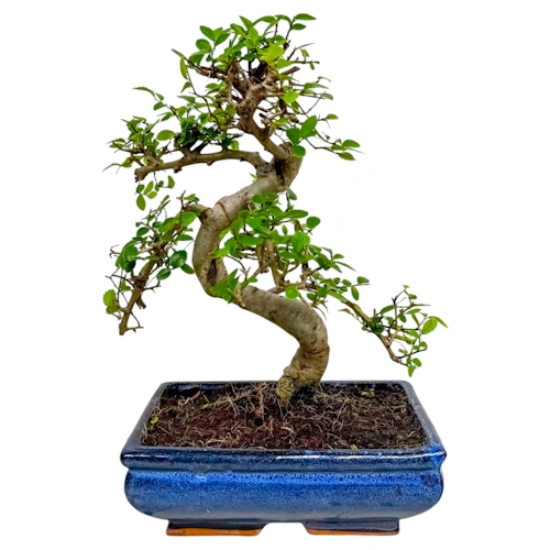 Chinese Elm 32cm