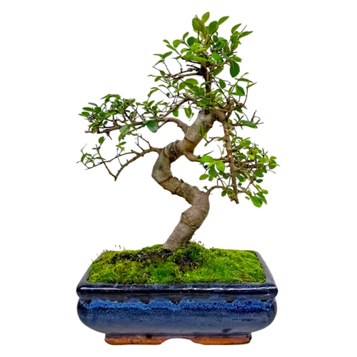 Chinese Elm 32cm