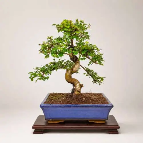 Chinese Elm Bonsai