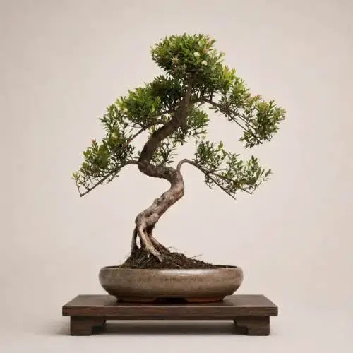 Chinese Myrtle