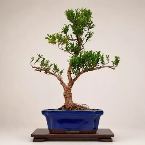 Chinese Box Tree