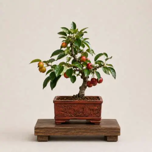 Crab Apple Bonsai
