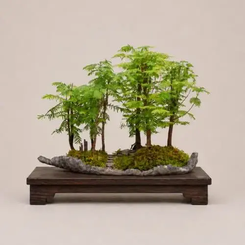 Dawn Redwood