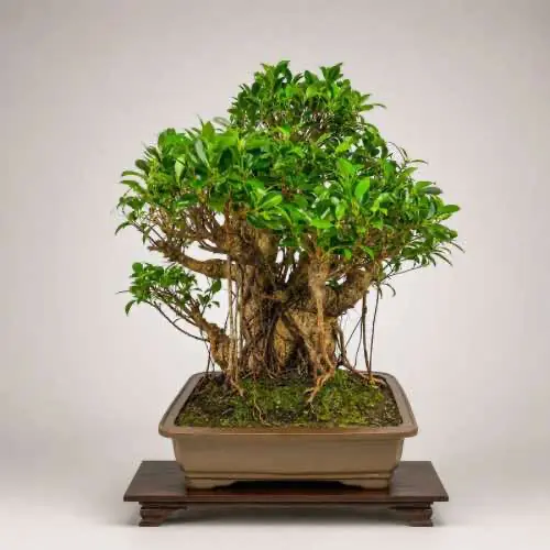 Ficus Bonsai Tree