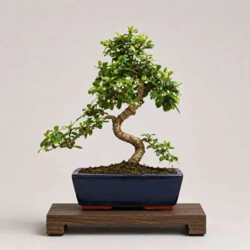 Fukien Tea Tree