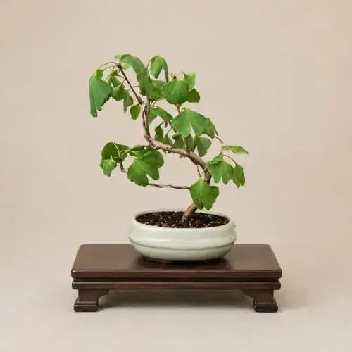 Ginkgo Bonsai (Ginkgo Biloba)