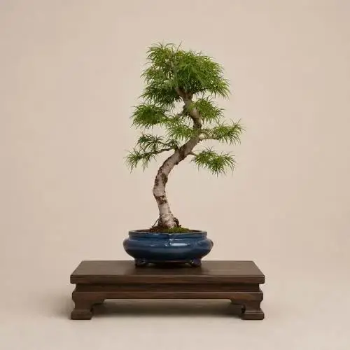 Golden Larch