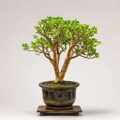 Jade Trees