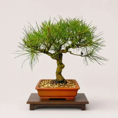 Japanese Black Pine