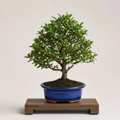 Japanese Holly