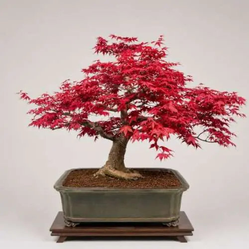 Japanese Maple Bonsai