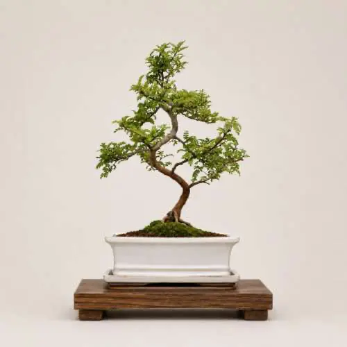 Japanese Pepper