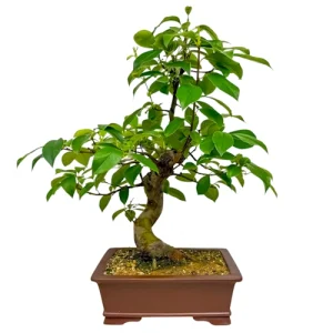 Tall Japanese Quince 60cm