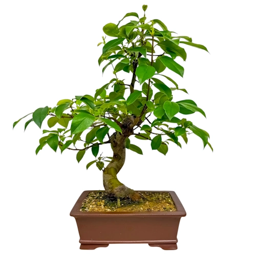 Tall Japanese Quince 60cm