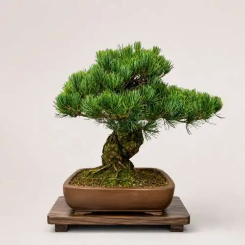 Japanese White Pine