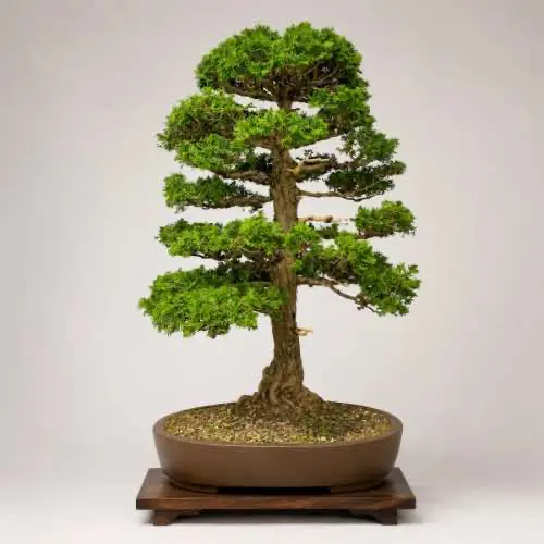 Juniper Bonsai Tree