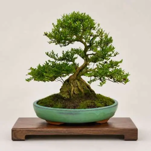 Lonicera Nitida Bonsai